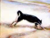 Headlong - dog