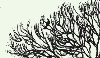 Crow in tree